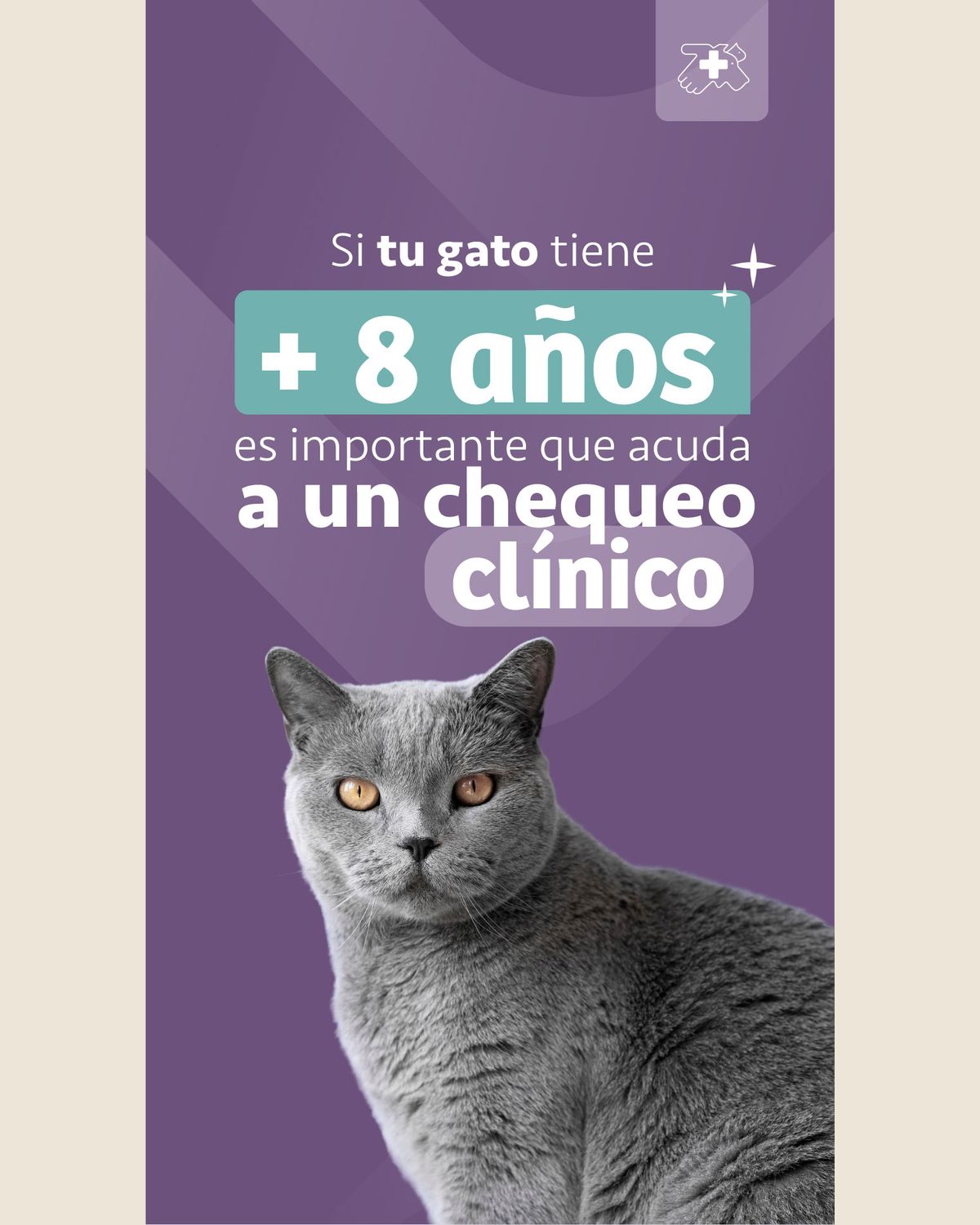 Story sobre fondo lila: un gato gris de ojos ámbar bajo el titular «Si tu gato tiene +8 años es importante que acuda a un chequeo clínico», con el isotipo arriba a la derecha