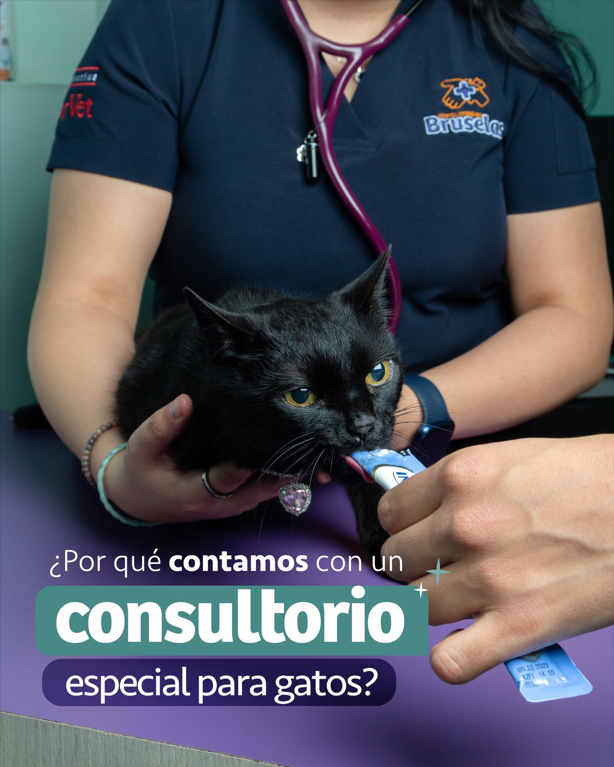 Portada de carrusel: una veterinaria con filipina azul marino bordada con la marca Bruselas, cortada a la altura del pecho, sostiene sobre la mesa morada a un gato negro de ojos ámbar que lame un premio; abajo, «¿Por qué contamos con un consultorio especial para gatos?» en pastillas verde y morada